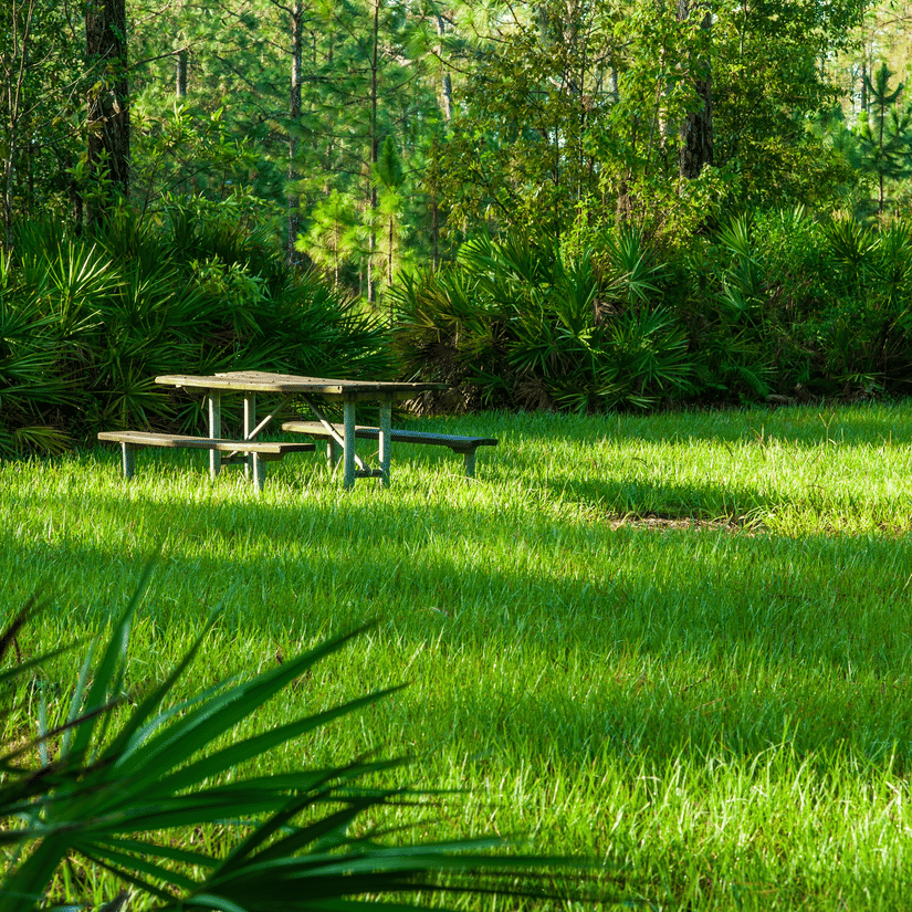 A view from distance of a forested area with overgrown grass, a desk and chairs kept near trees.