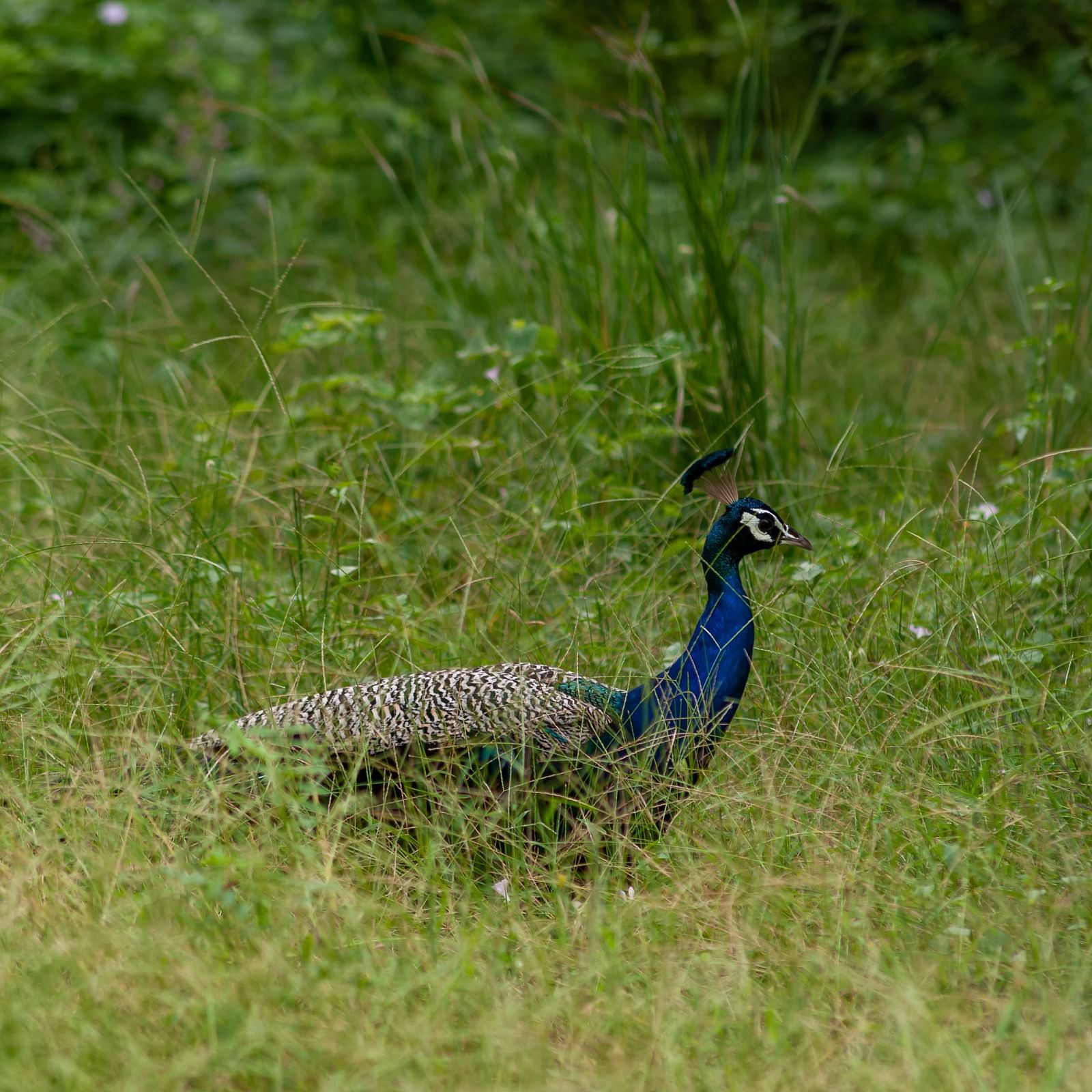 Cozy corners at Trees N Tigers, Sariska