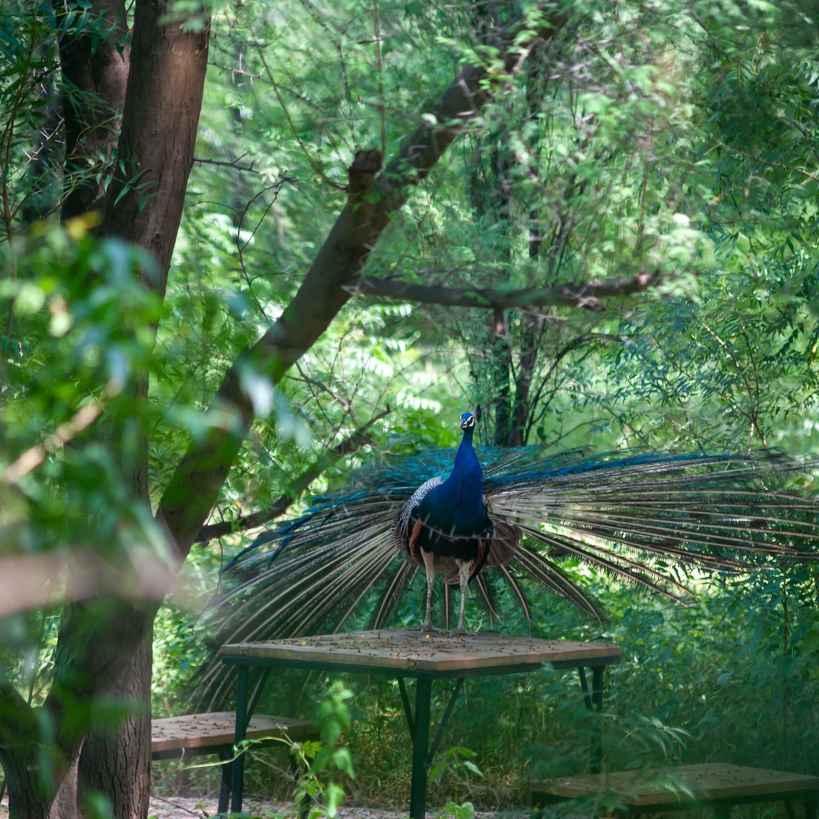 Cozy corners at Trees N Tigers, Sariska