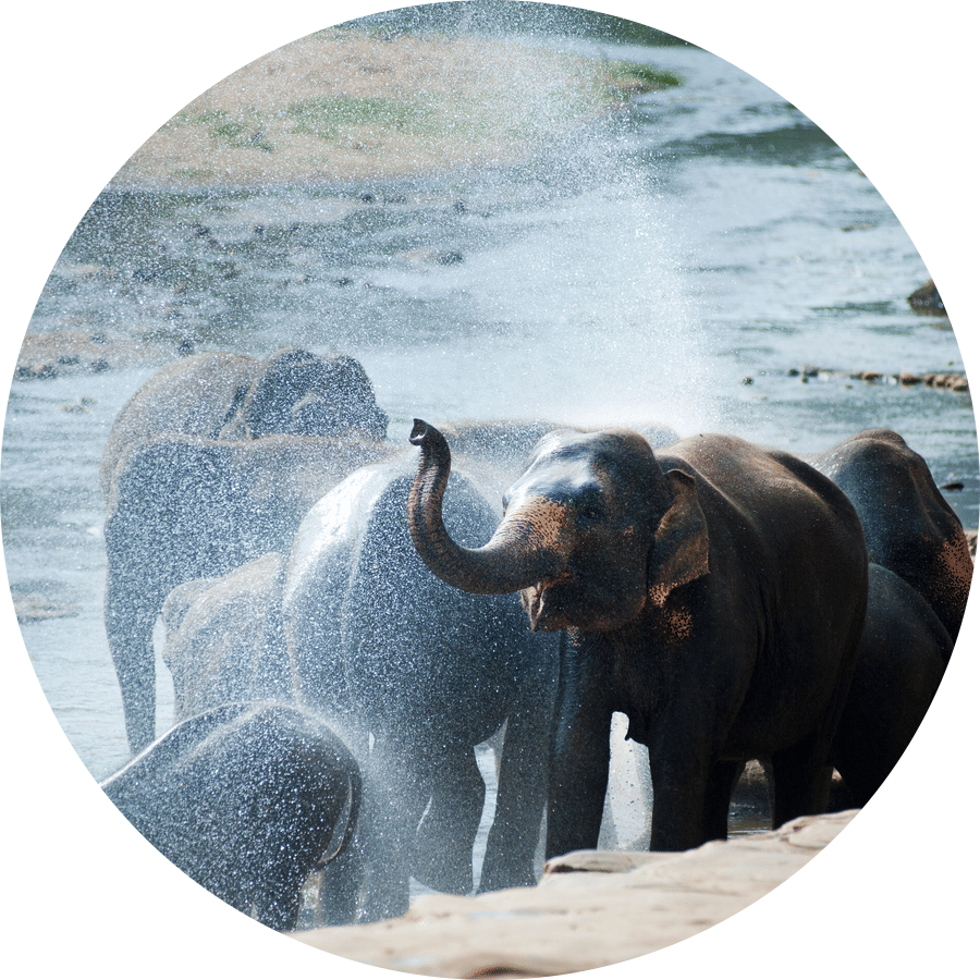 A herd of elephants bathing themselves at a water body.