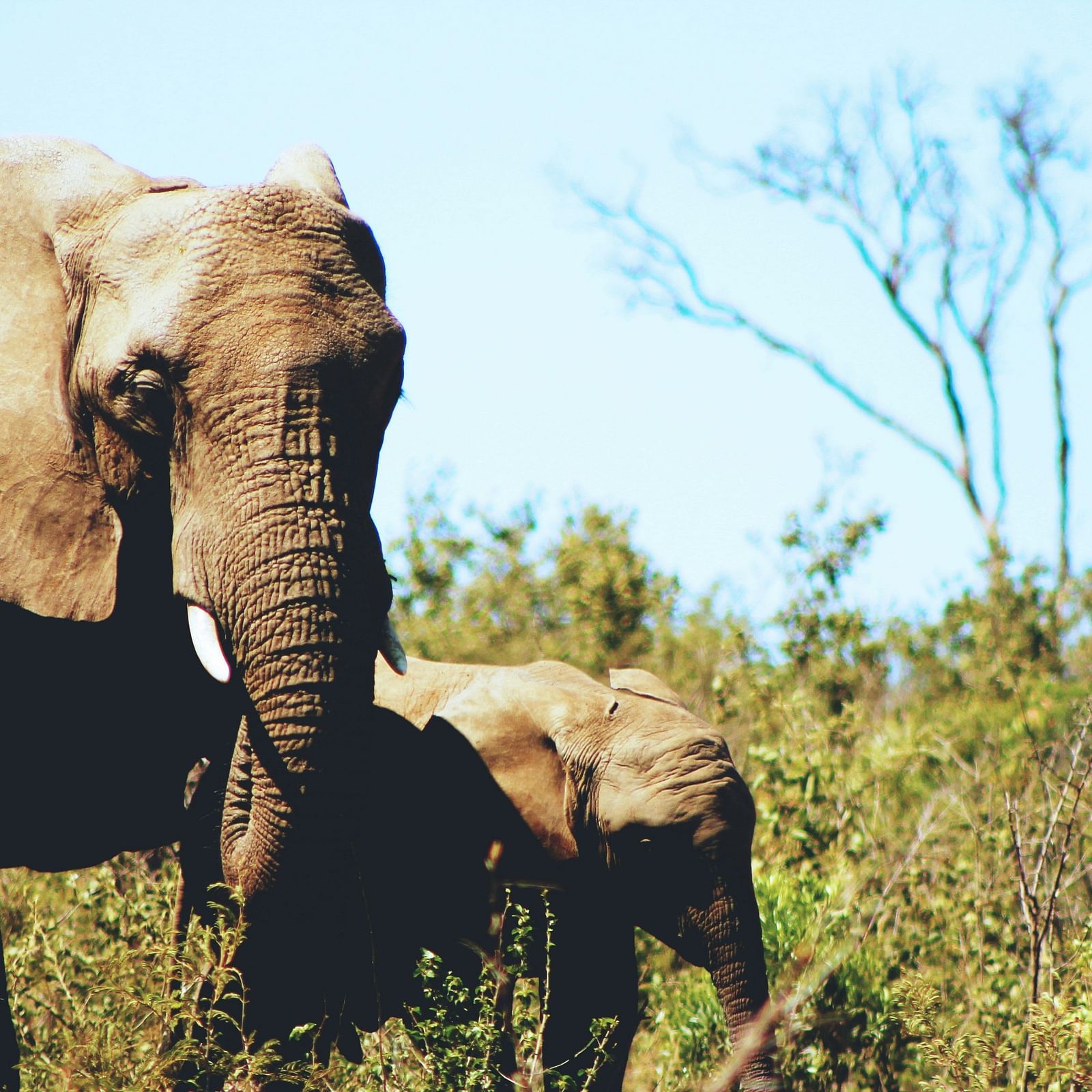 An elephant with its calf in a savannah landscape, with sparse trees and blue sky in the background.