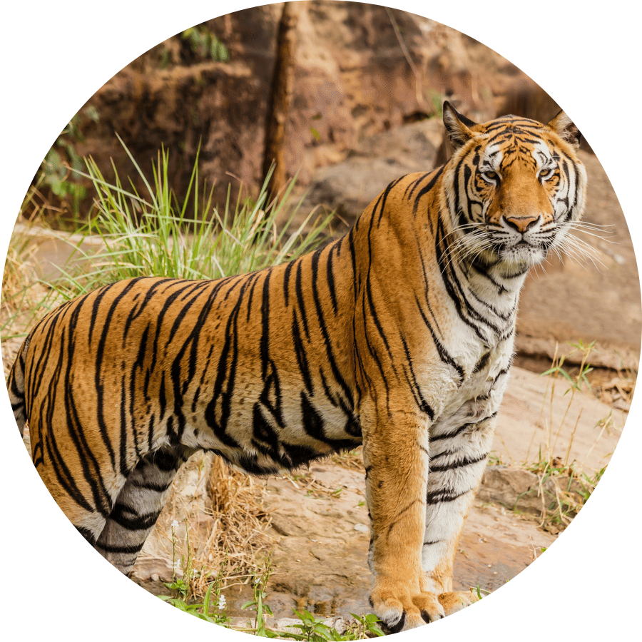 a tiger standing on a rock while looking at the camera at Bandipur National Park.