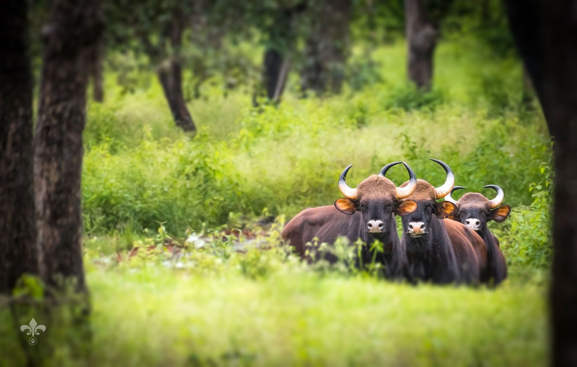 Three Indian Gaurs (bison) in a lush green forest.