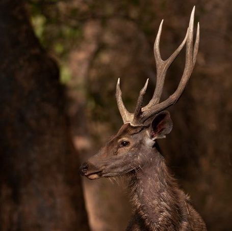 Sambar deer in Nagarahole National Park