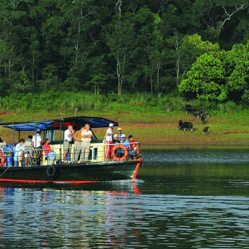 An overview of boat with many people travelling on a waterbody inside Periyar Wildlife Sanctuary and a herd of Gaurs on the land in the background.