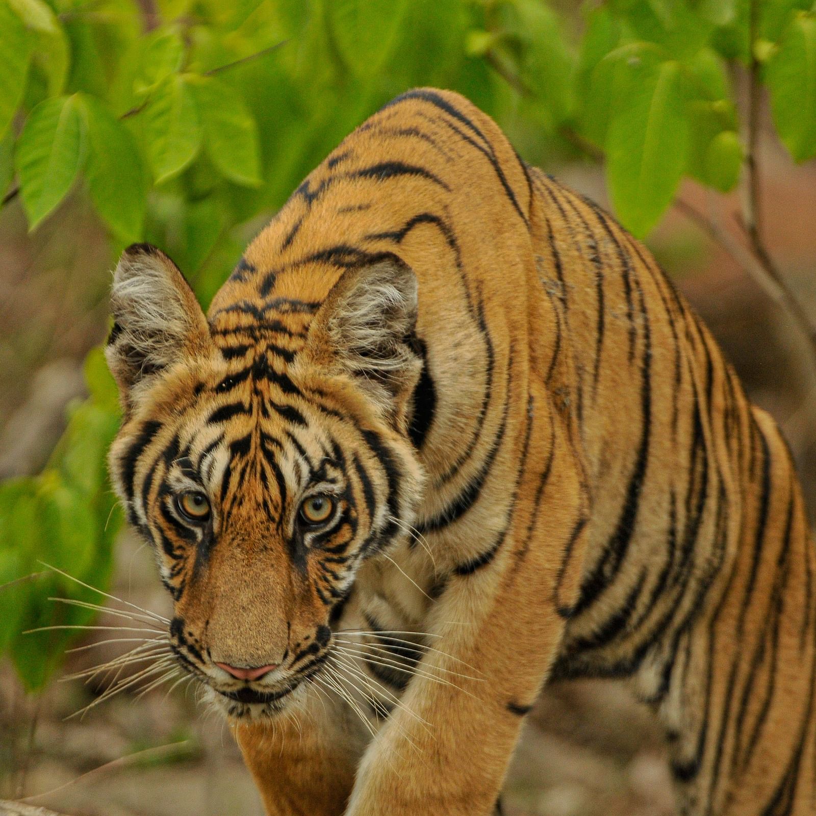 A close up shot of a tiger walking at Trees N Tigers, Tadoba.