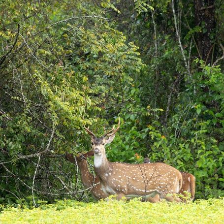 Spotted deer with antlers in a lush green forest.