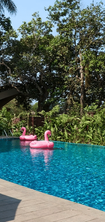 Sunny outdoor swimming pool with lounge chairs, two pink flamingo floats, and lush green tropical foliage surrounding the area.