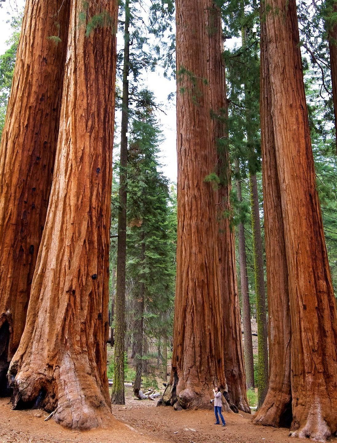 A wide view of large Sequoia trees in a forest.
