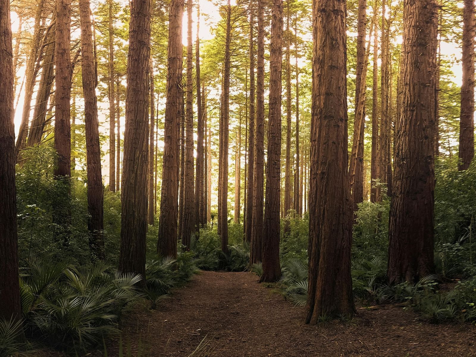 A view of a trail in a forest surrounded by tall trees