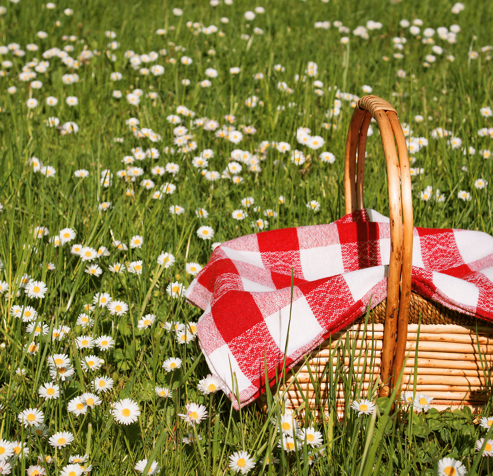 Picnic basket on a field of daisies under the sun.