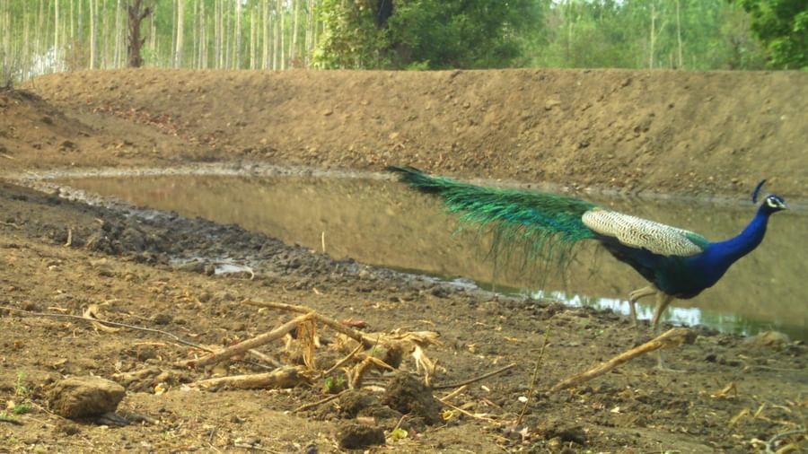 A image featuring a peacock walking into water