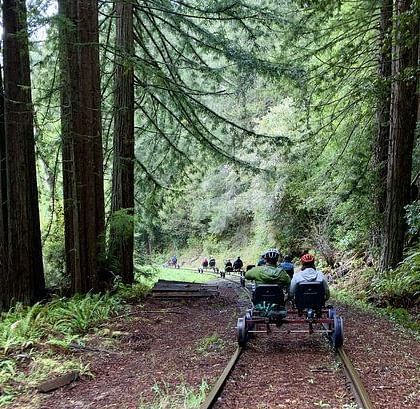 People ride rail bikes on tracks through a redwood forest. 