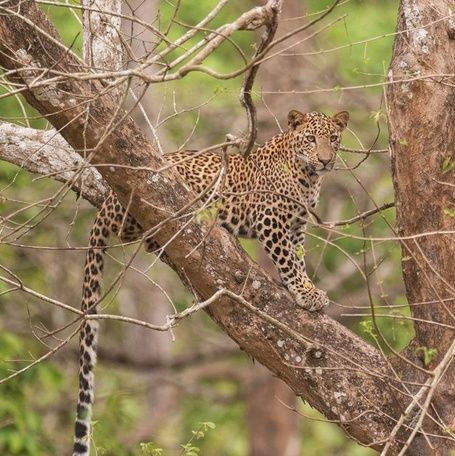 Leopard perched in a tree with dappled sunlight.