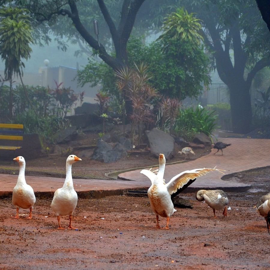ducks and a cock standing 