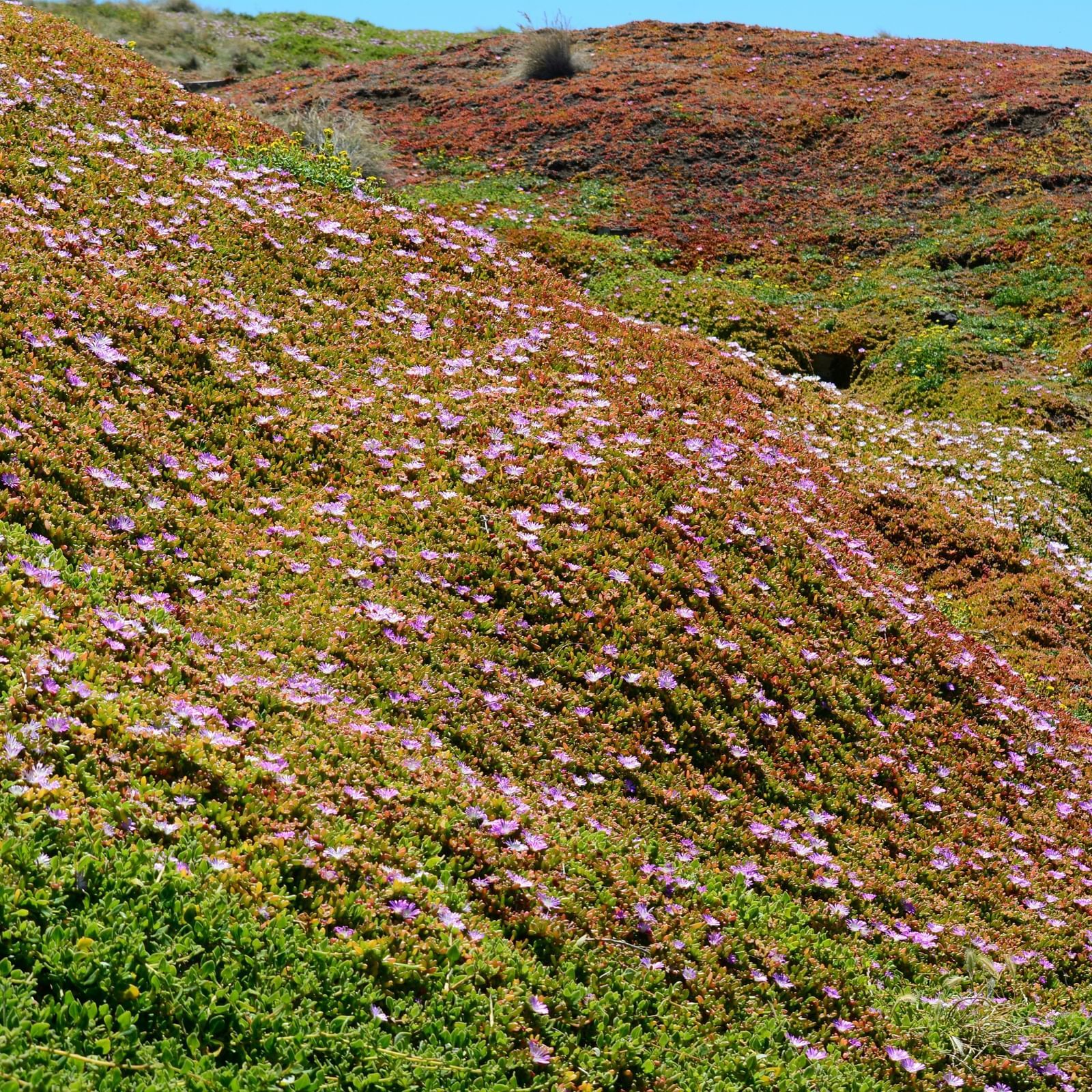 A hillside blanketed with colourful wildflowers stretching into the distance.