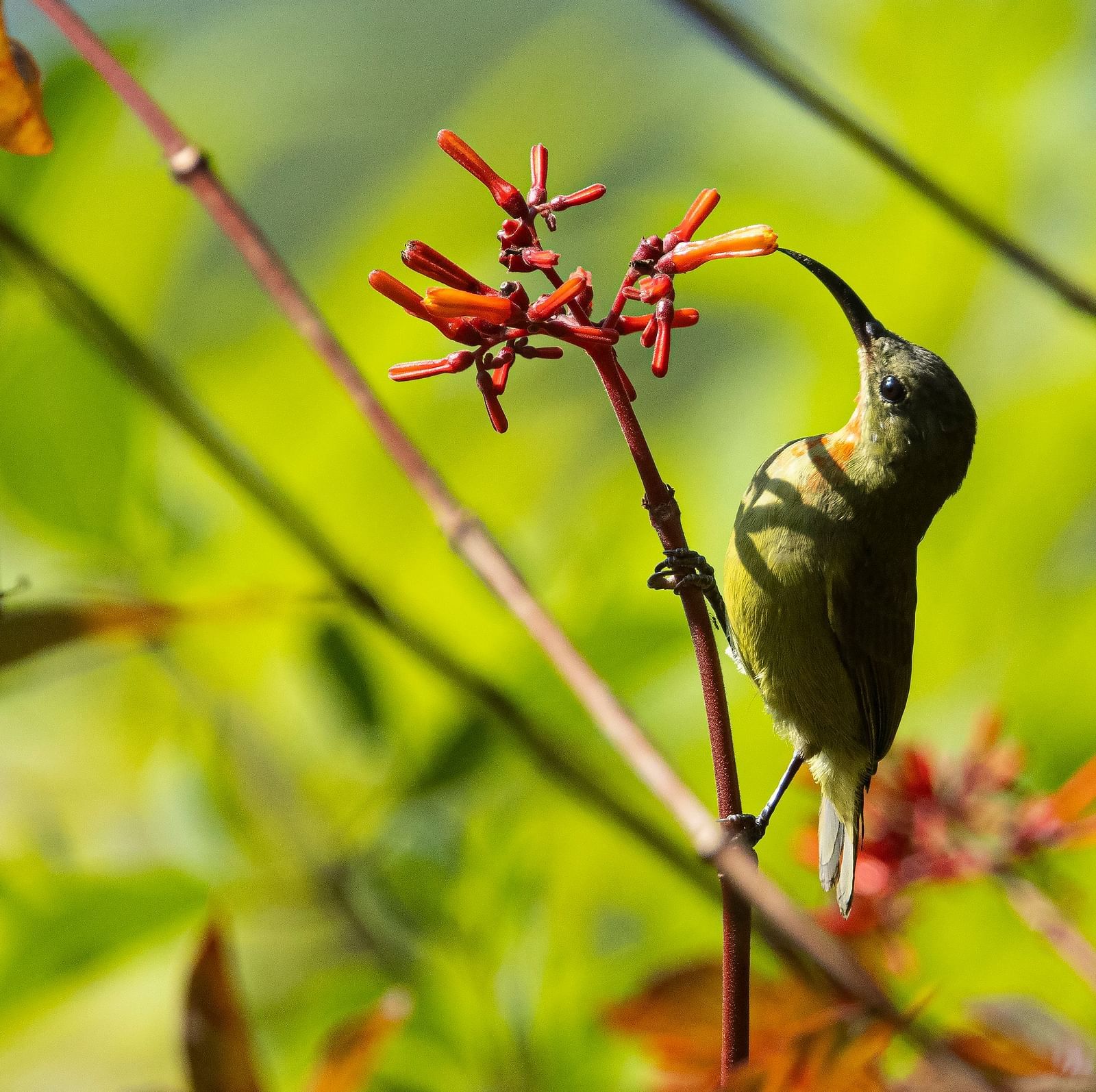 An image of a bird sitting on a tree branch in a garden
