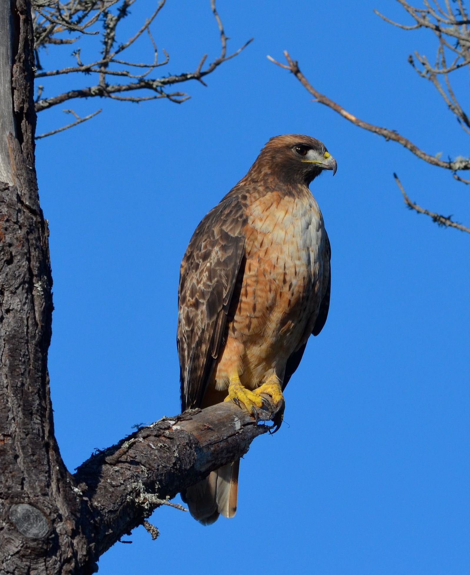 A spotted-feathered hawk sits on a branch, framed by the vast blue sky - Brewery Gulch Inn & Spa