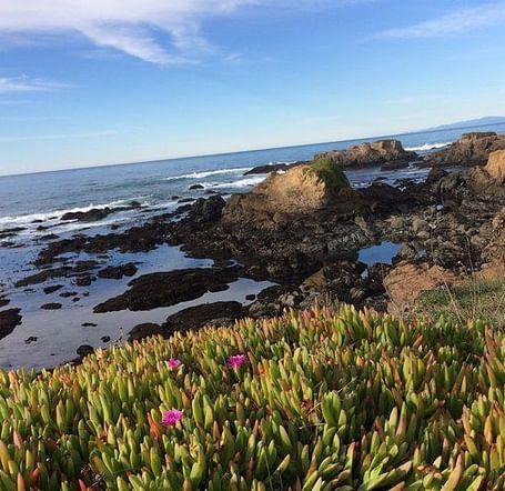 A coastal view with succulent ground cover in the foreground, featuring flowers.