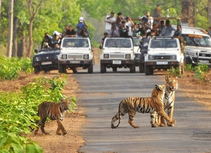 tiger-safari