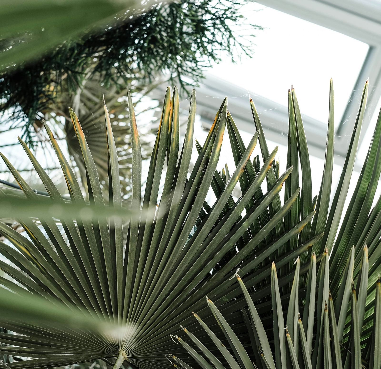 An overview of inside a botanical garden with leaves and a glass rood in view
