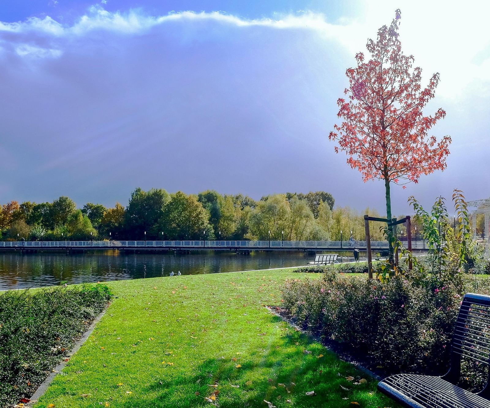 an image of a garden with trees
