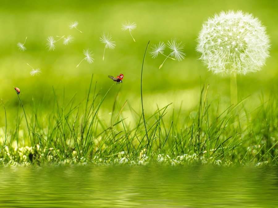 alt-text background-image-beautiful-blur-414586