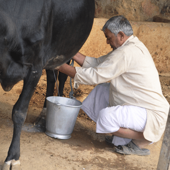 Dairy at Umaid Palace Kalakho