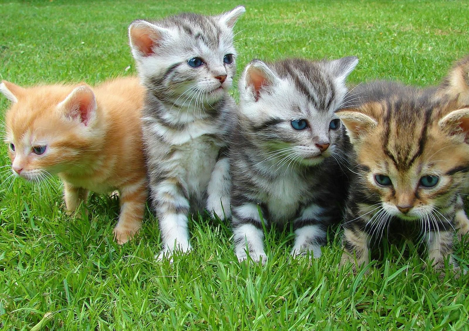 A group of five kittens are sitting on a bed of green grass.