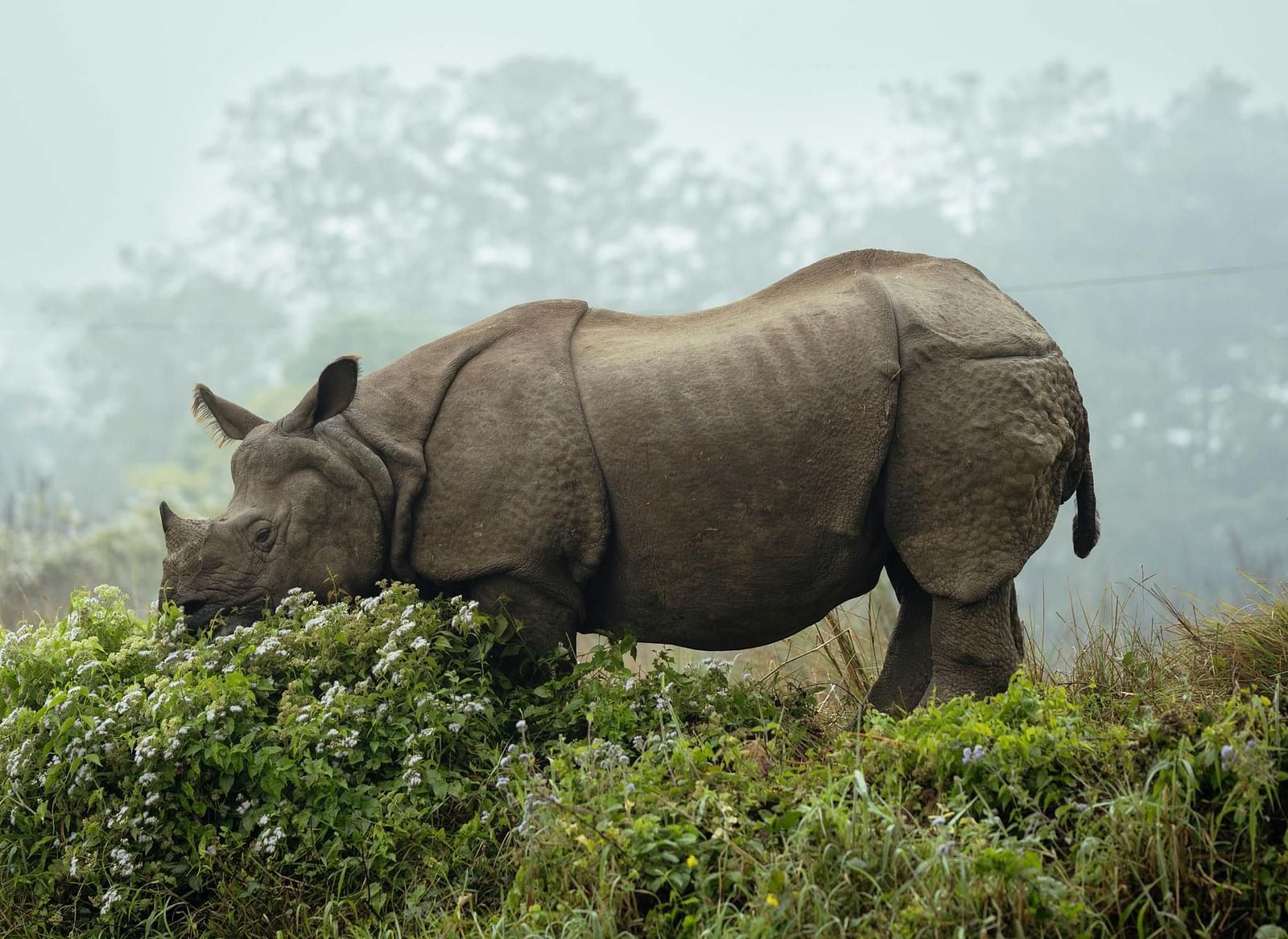 A rhinoceros eating from a bush in a misty landscape with trees in the background.