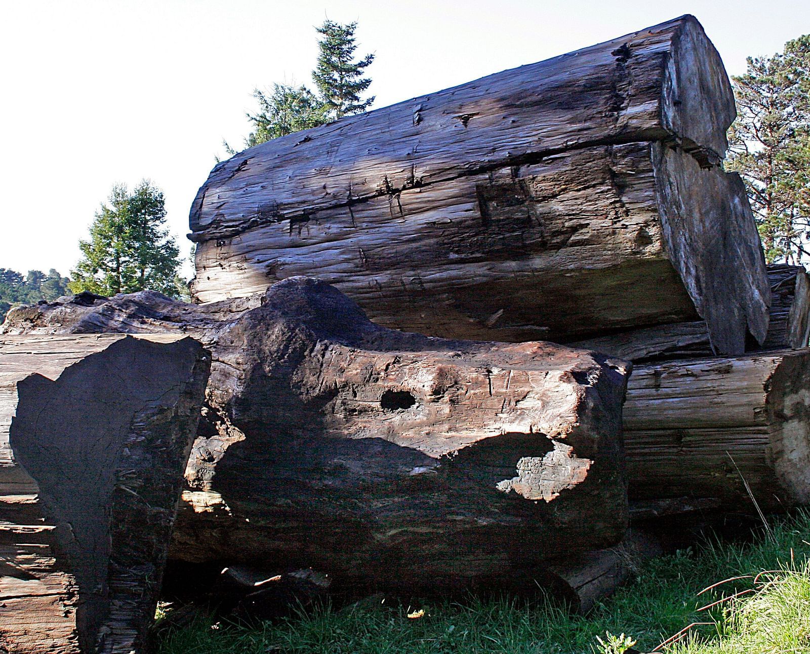 The redwood tree trunk used for the construction at Brewery Gulch Inn & Spa