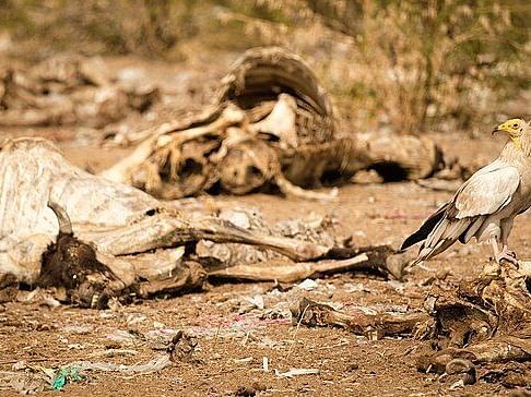 A picture of a Vulture resting and few dead animals in the backgroud