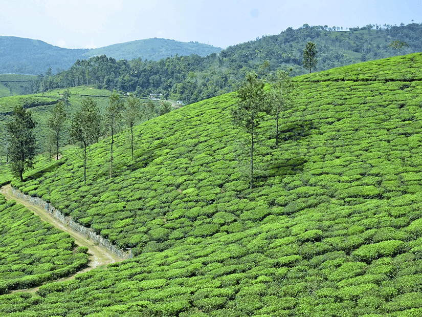 An overview of a tea estate, one of the must-visit places in Vagamon, with a road cutting through below the hill and mountains seen in the background