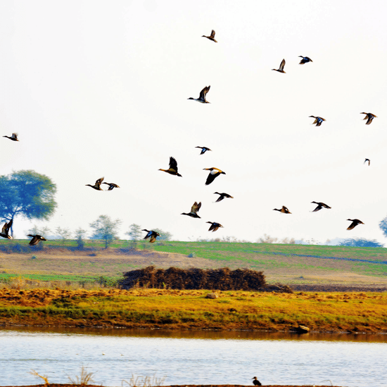 Bird Watching at Umaid Palace Hotel Kalakho Dausa Rajasthan