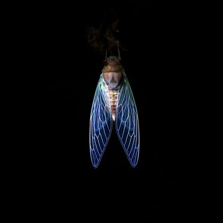 Cicada with luminous wings, intricate wing patterns.