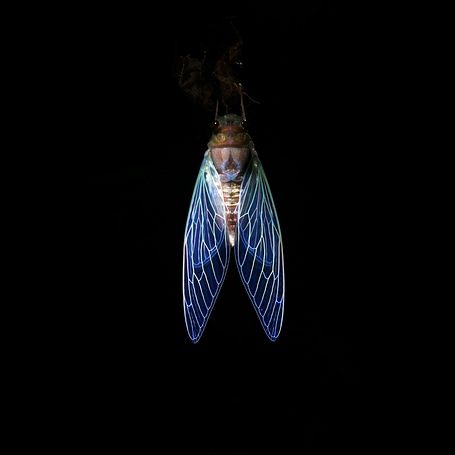 cicada-night-santosh-saligram