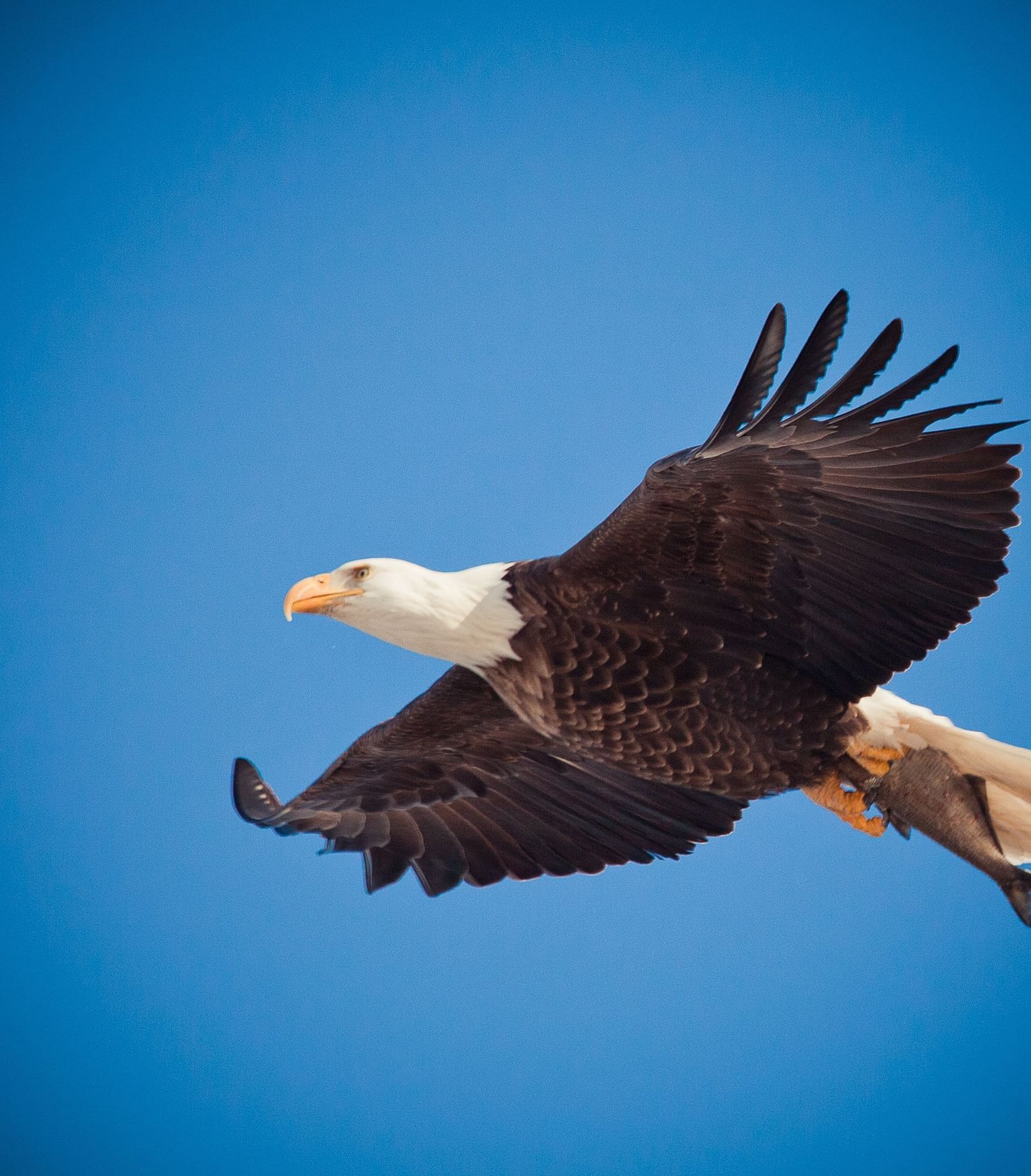 A close up shot of a bald eagle flying with blue sky in the background.