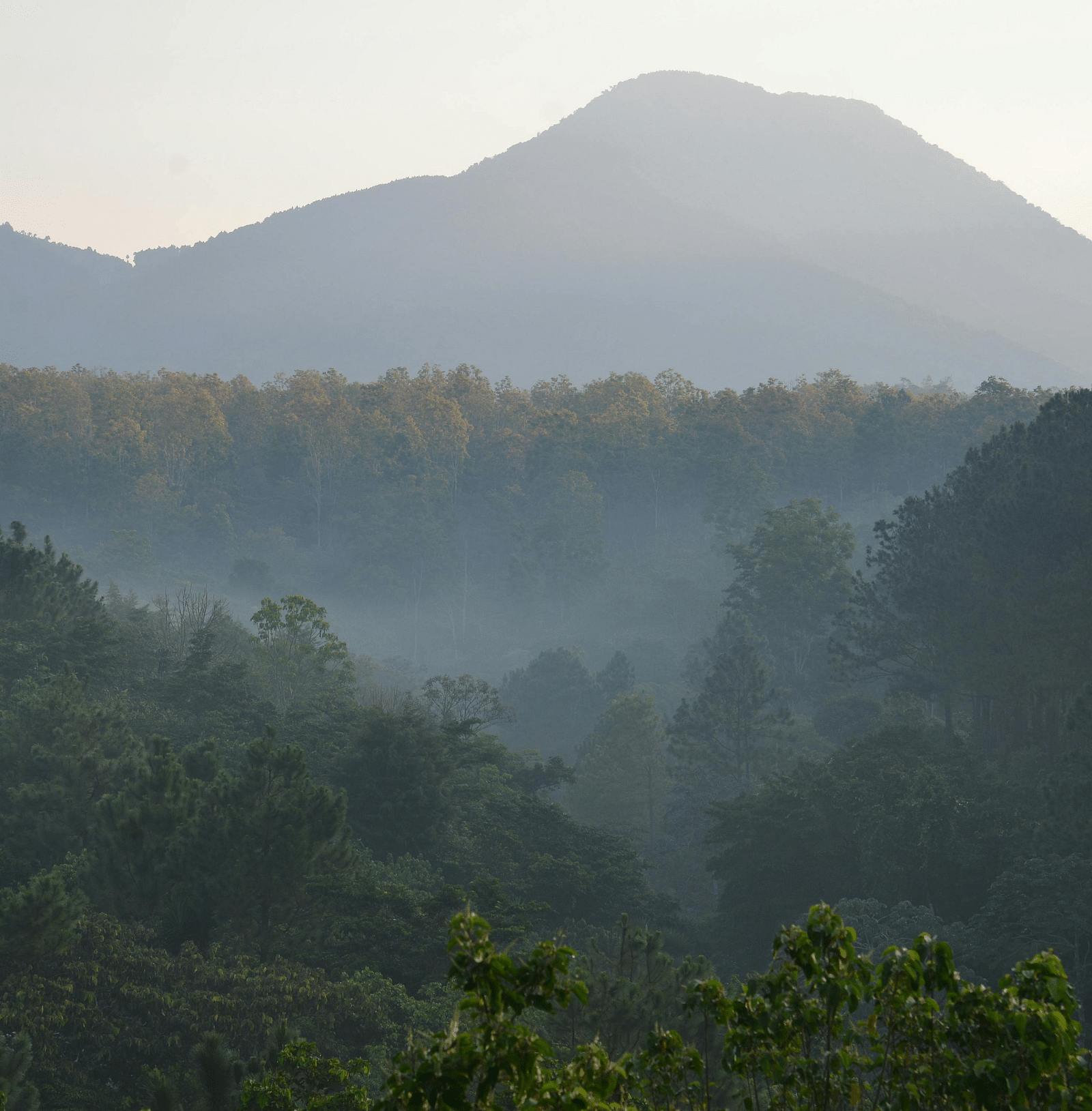 a panoramic image of the mountains with a foggy forest in the foreground