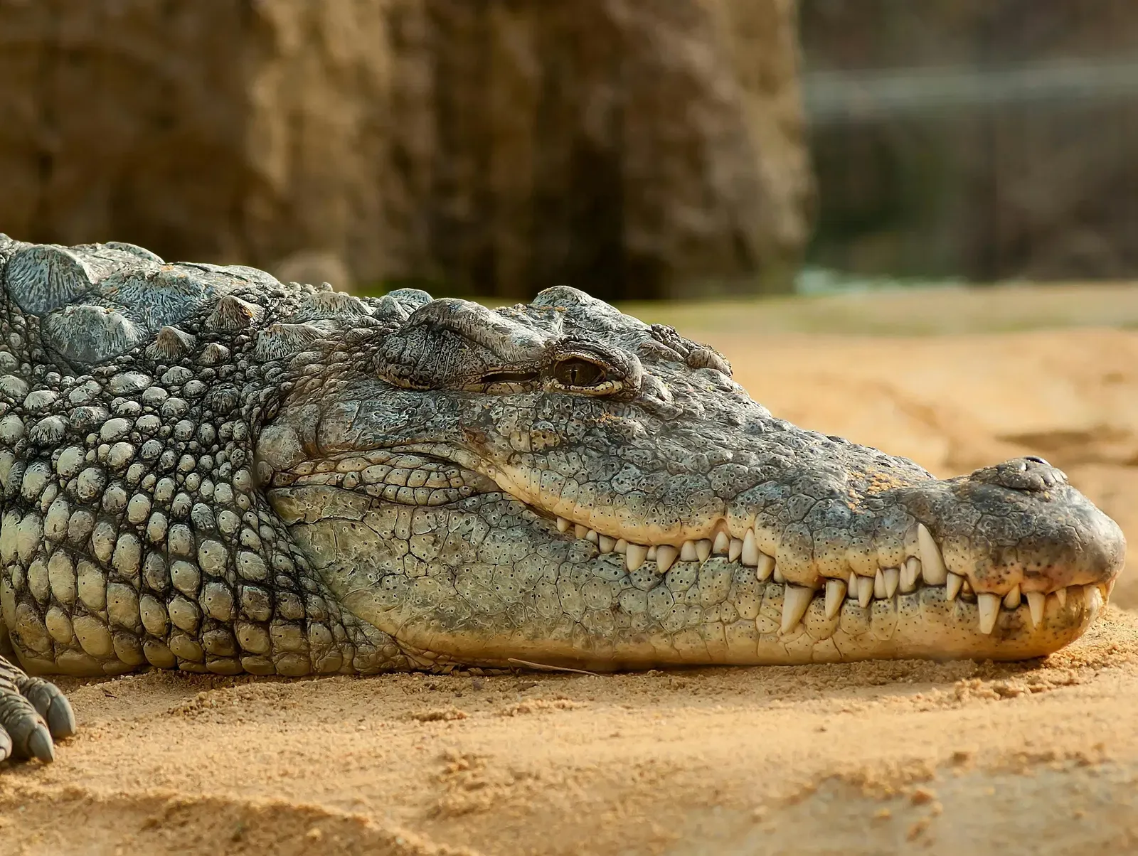 The head and front body of a large crocodile resting on sandy ground.