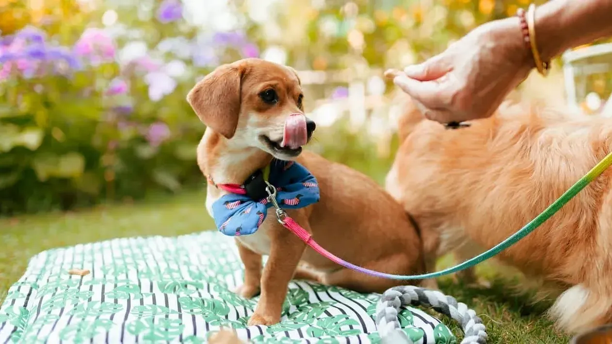 Small dog wearing clothes being groomed on a green mat next to another dog in a garden at Karma Chalets.