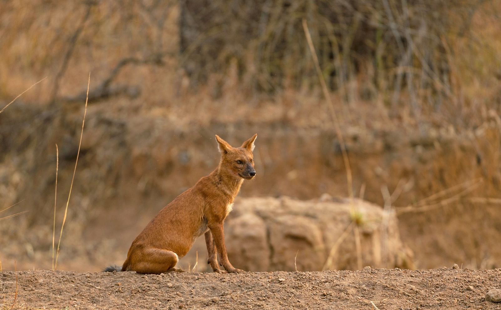 A Dhole sitting next to a mud road at Tadoba National Park.