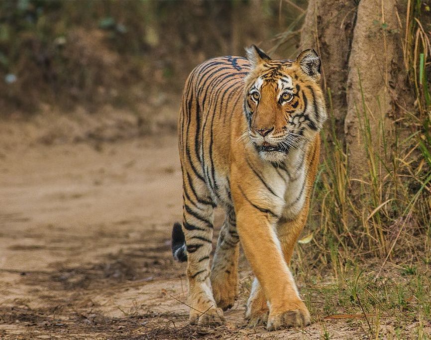 An image of a tiger walking straight captured in the day time