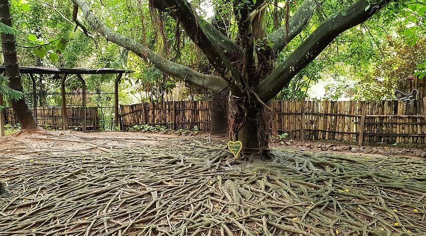 image of the old ficus tree with ariel roots spread acroos the ground