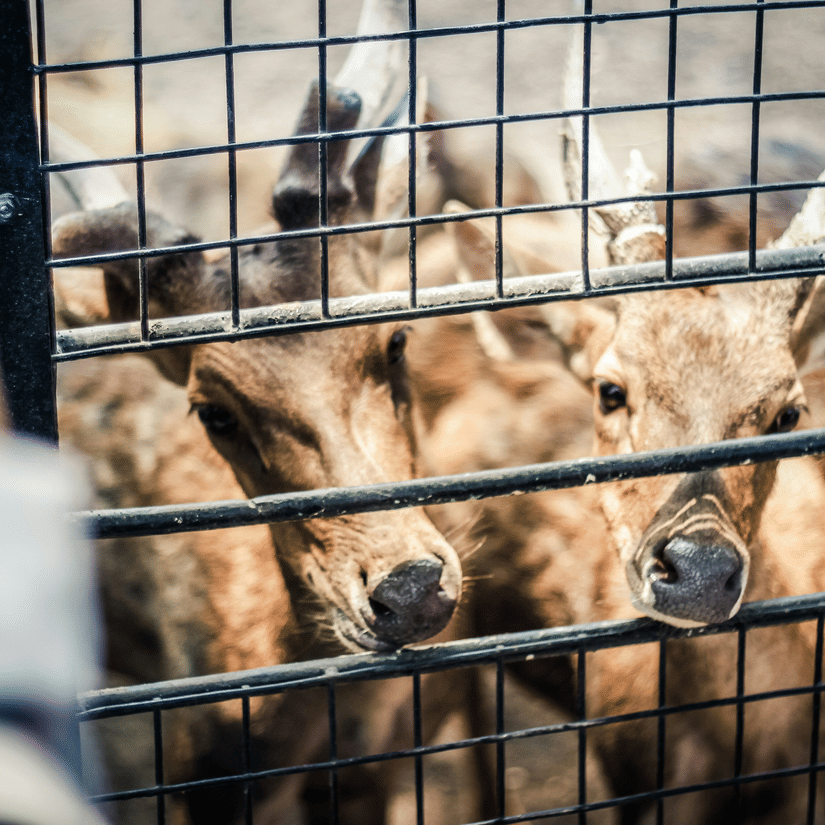 A close up of a herd of deer keeping their face inside an opening of a metal cage at a zoo.