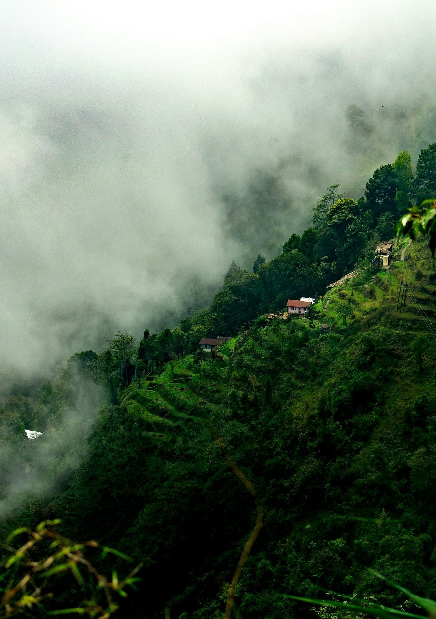an image of tea plantation covered by mist