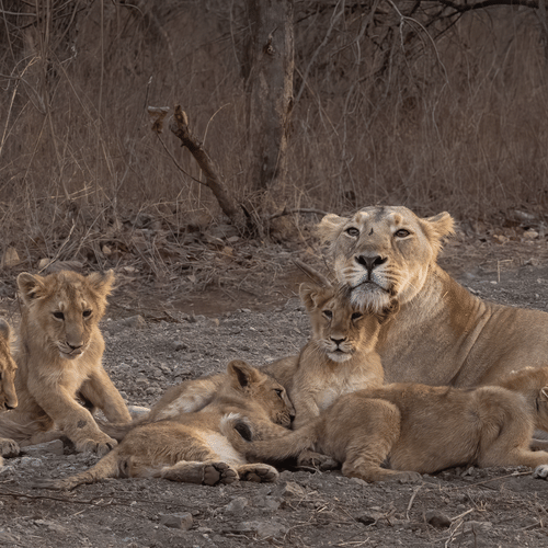 Family of Lions Playing in the Wilderness