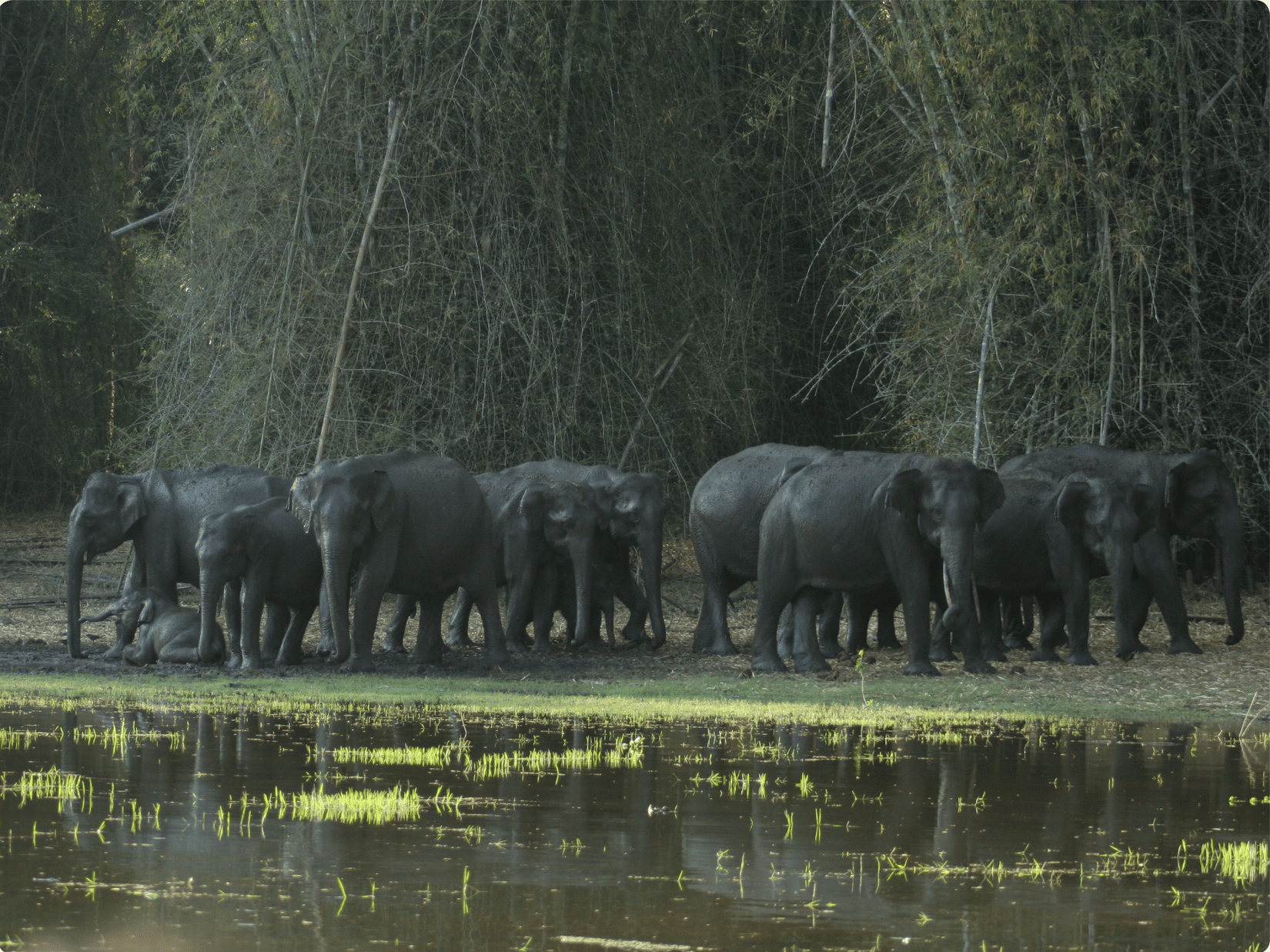 A herd of elephants standing and resting near a waterbody in a forest, captured during a boat safari in Kabini, with dense bamboo trees in the background.