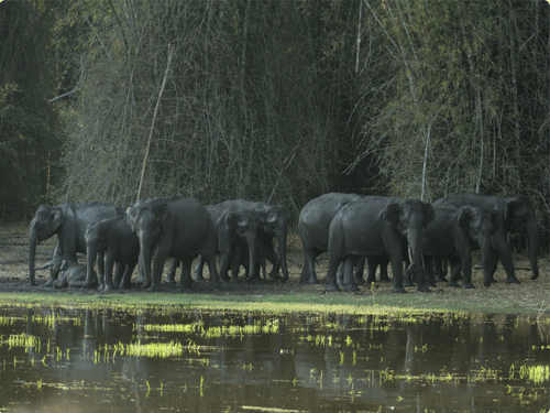 A herd of elephants standing and resting near a waterbody in a forest, captured during a boat safari in Kabini, with dense bamboo trees in the background.
