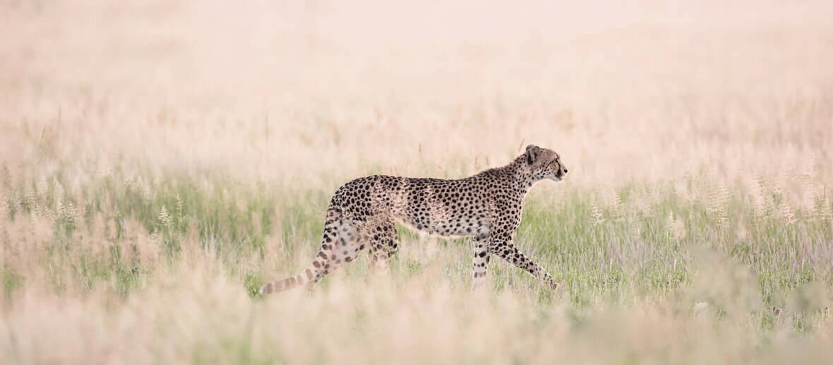 CHEETAH 2