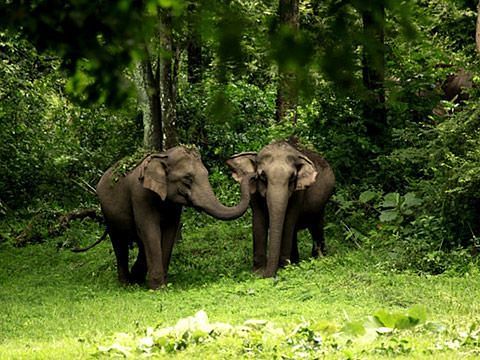 Two Elephants in Wayanad-wildlife-sanctuary